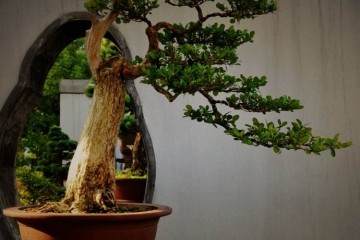 曹季德是著名的扬派盆景宗师王寿山老先生的徒弟