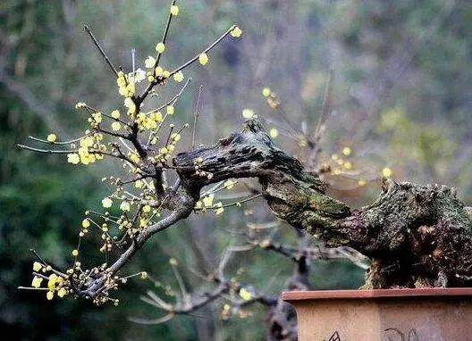 腊梅盆景的养护方法