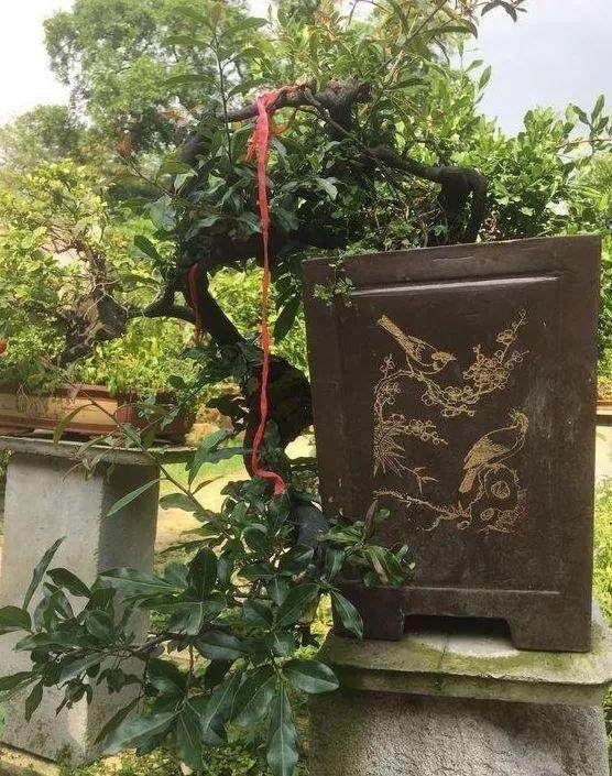 偶遇一盆悬崖式金弹子盆景 给多少钱都不卖