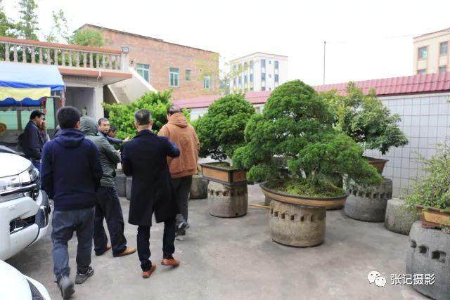 集萃园艺苑珍贵盆景让人大开眼界
