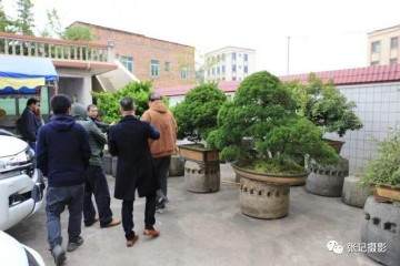 集萃园艺苑珍贵盆景让人大开眼界