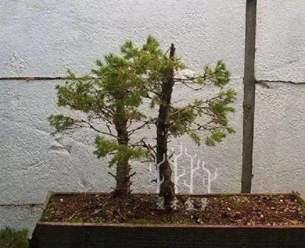 图解 云杉丛林盆景怎么制作的8个步骤