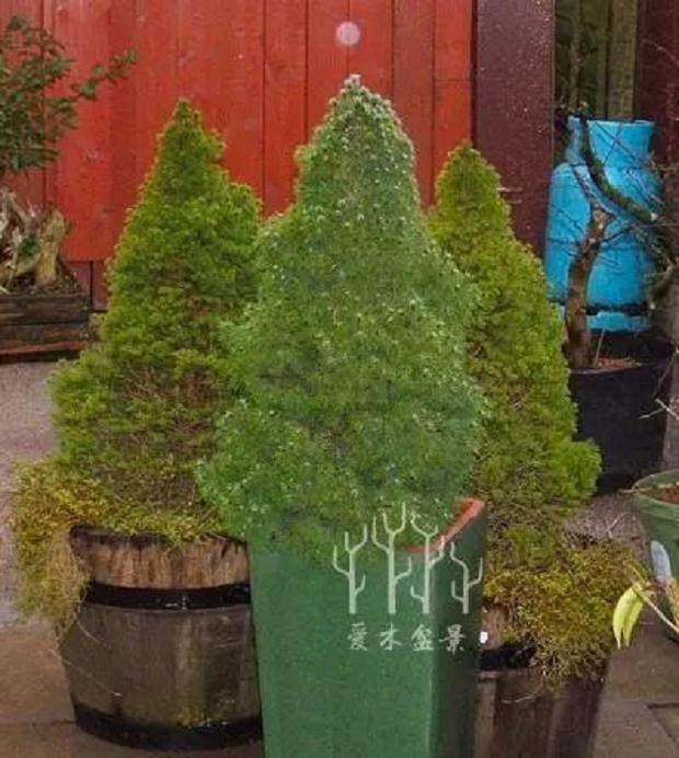 图解 云杉丛林盆景怎么制作的8个步骤