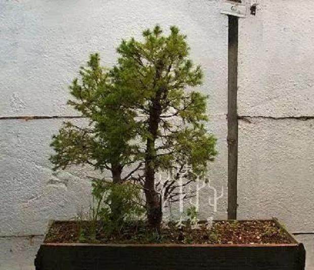 图解 云杉丛林盆景怎么制作的8个步骤