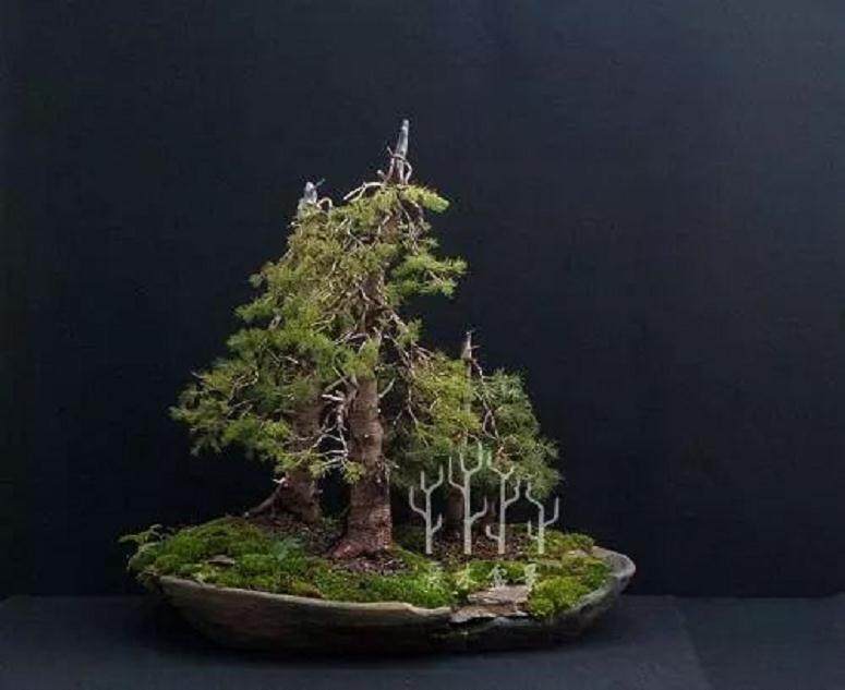 图解 云杉丛林盆景怎么制作的8个步骤