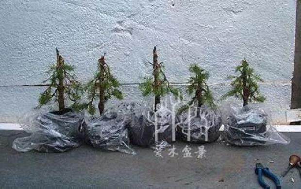 图解 云杉丛林盆景怎么制作的8个步骤