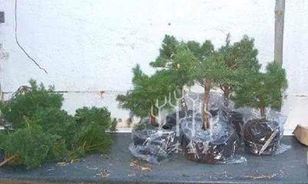 图解 云杉丛林盆景怎么制作的8个步骤