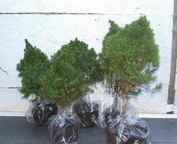 图解 云杉丛林盆景怎么制作的8个步骤