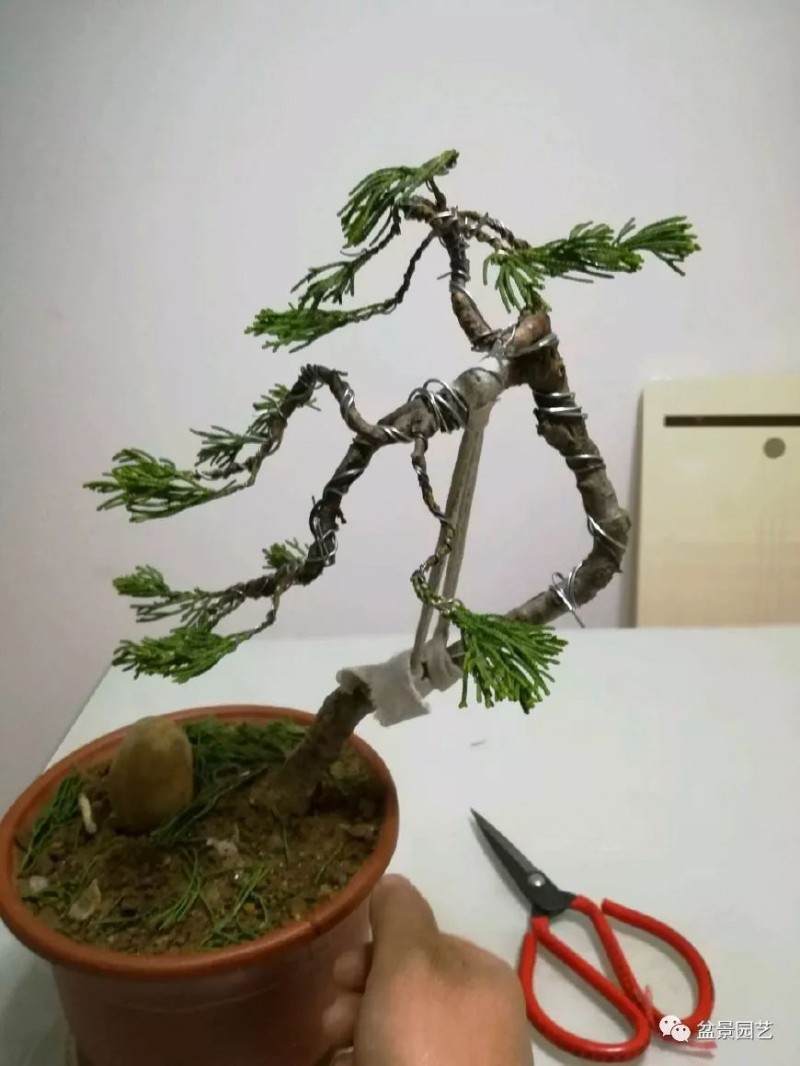 采梢和舍利运用自如就是柏树盆景大师