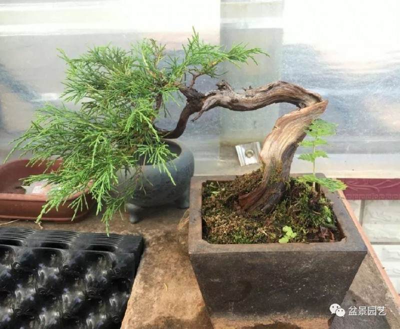 采梢和舍利运用自如就是柏树盆景大师