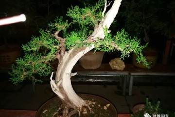 采梢和舍利运用自如就是柏树盆景大师