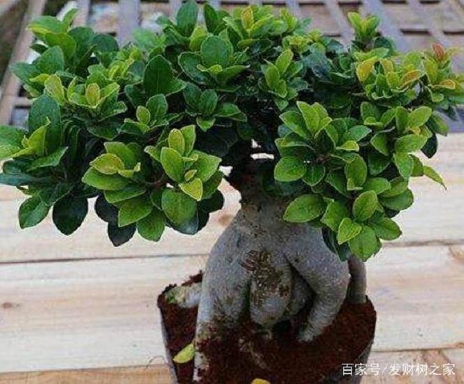 小榕树盆景的养殖方法