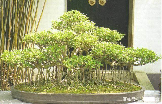 榕树盆景的翻盆与施肥