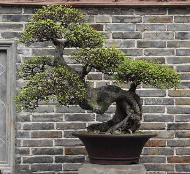 想要榕树盆栽长得好 这5个养护技巧缺一不可