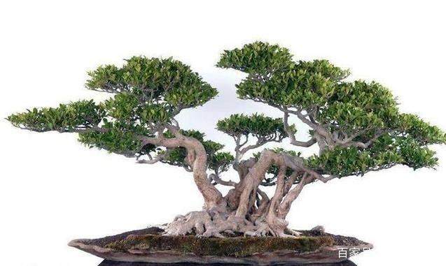 附石榕树盆景的修剪最好时间