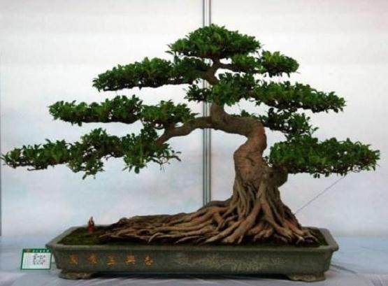 榕树盆景摆放在哪里 风水最好?