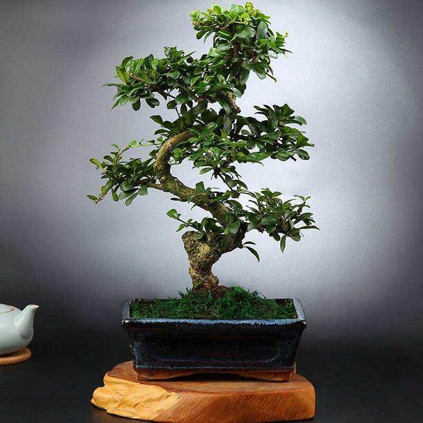 如何正确把握榕树盆景的修剪理论?