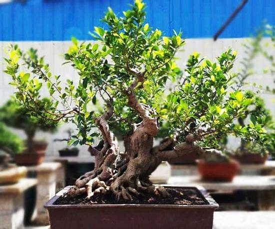 让榕树盆景快速长须根的3个方法