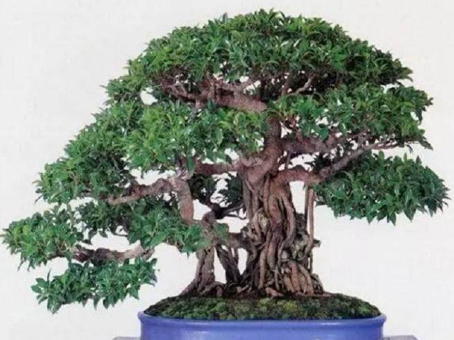 施肥不当将导致榕树盆景叶子发黑