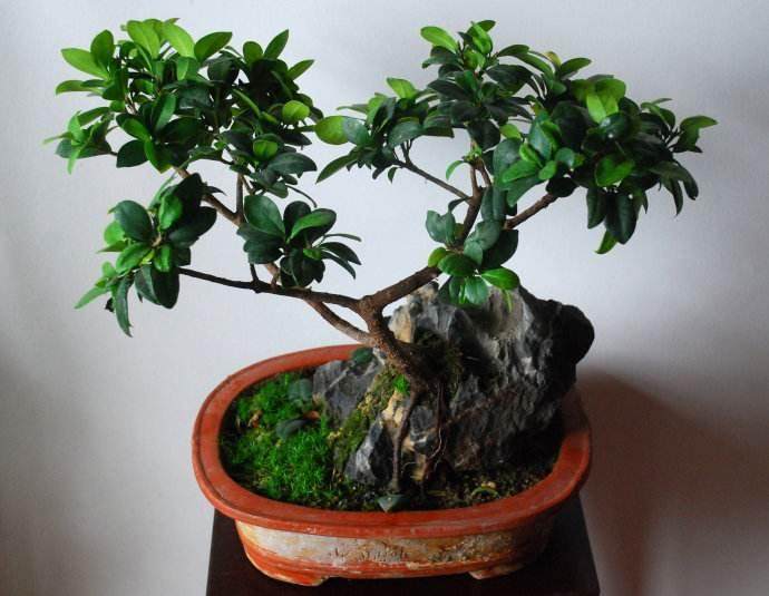 人参榕树盆景怎么养?浇水与施肥的需求