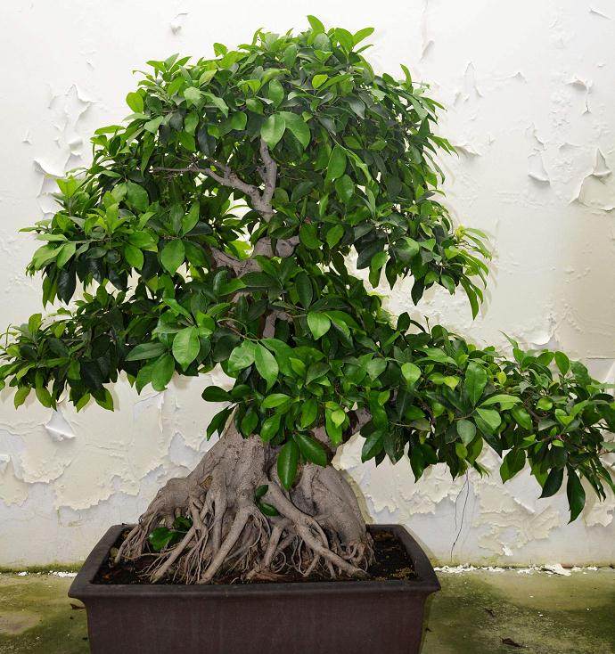 榕树盆景用盆多以方盆为主 长在20公分比较适宜