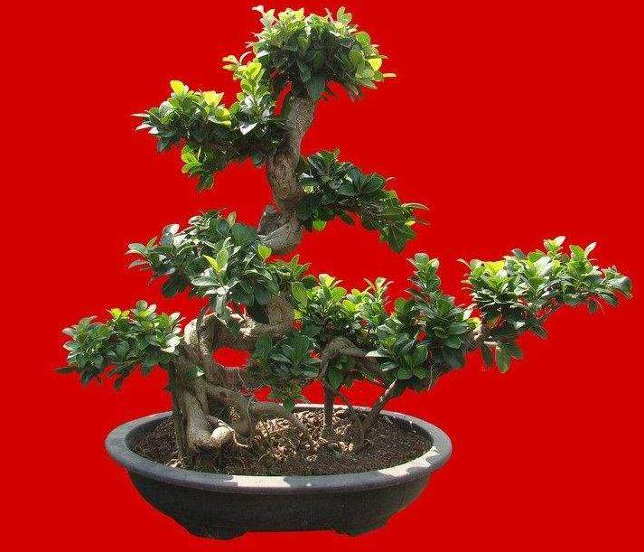 怎么制作榕树盆景提根造型?