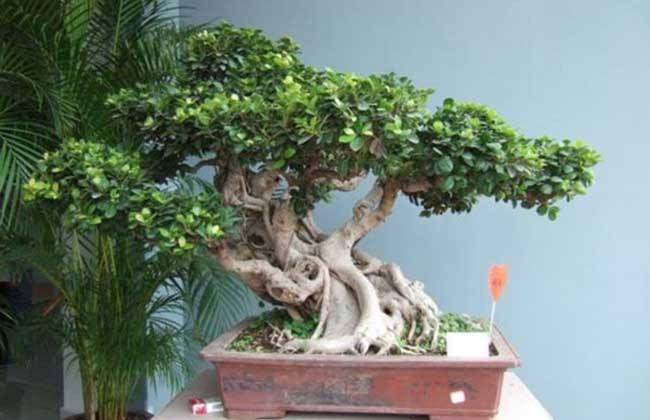 榕树盆景怎么嫁接? 用这5个方法