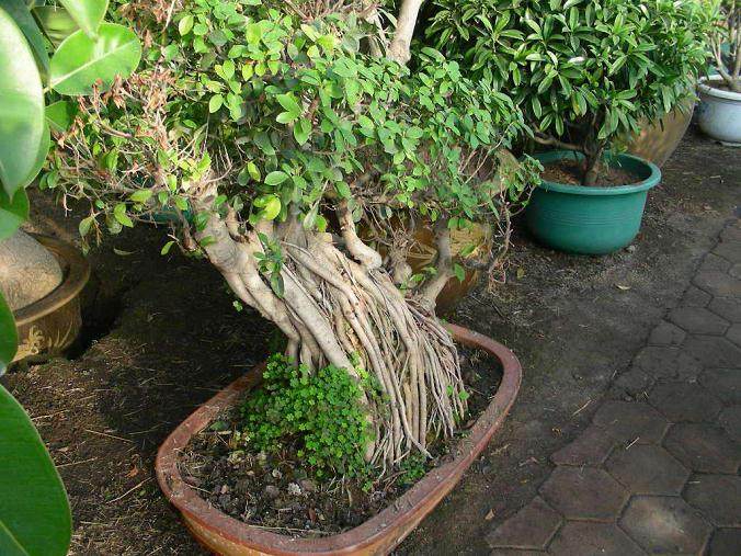 榕树盆景最好每年翻盆1次 一般不起过2年
