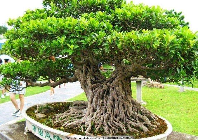 榕树盆景的插树以深3寸左右为宜