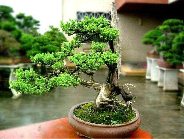 榕树盆景的肥水管理与分苗培育