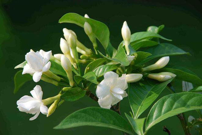 如何给栀子花盆栽换土?