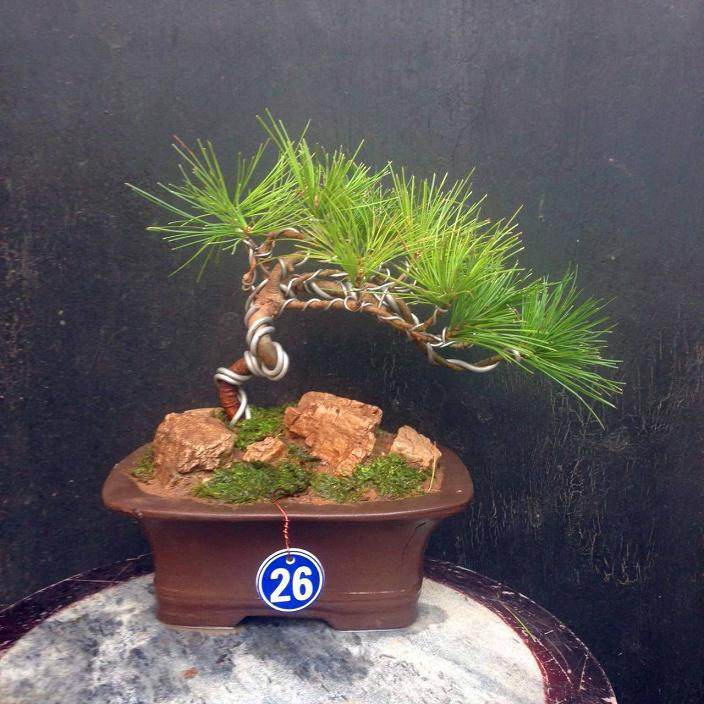 千寿丸黑松盆景换土在2月进行最好