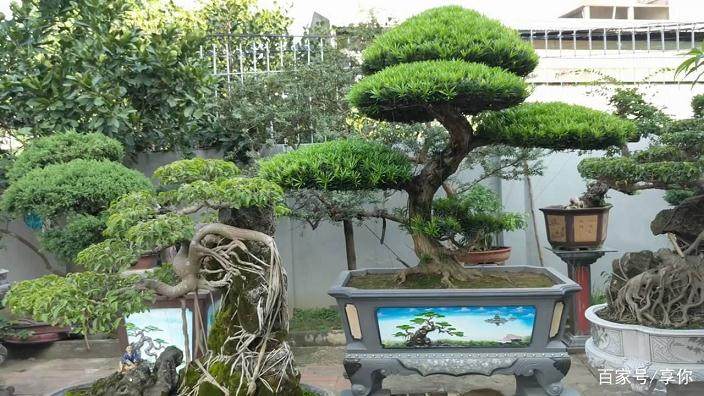 罗汉松盆栽的翻盆换土技巧