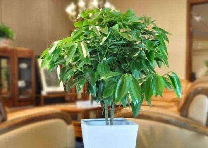 平安树盆栽该怎么换土?