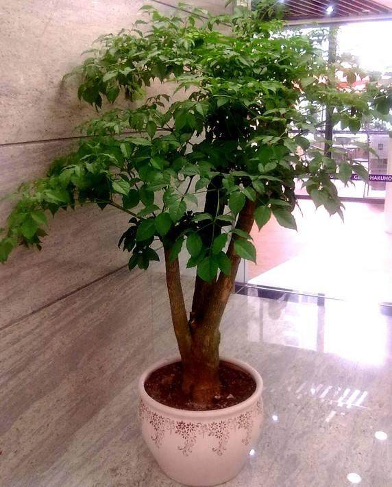 如何做好盆栽幸福树的换土工作?