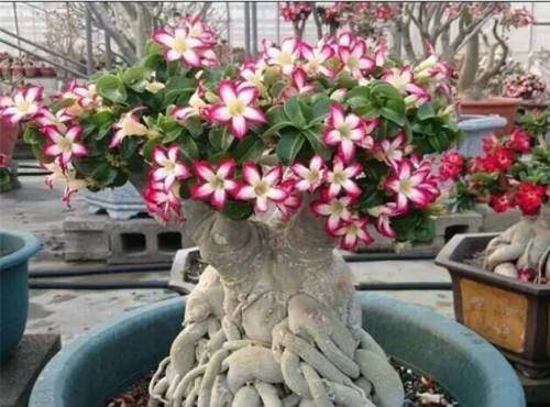 沙漠玫瑰盆栽的换土方法