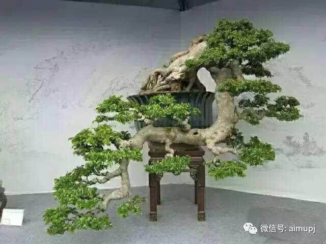 树桩盆景上盆2-3年后 必须翻盆换土