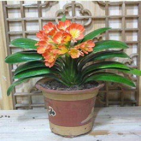 君子兰盆景的最好换土时间