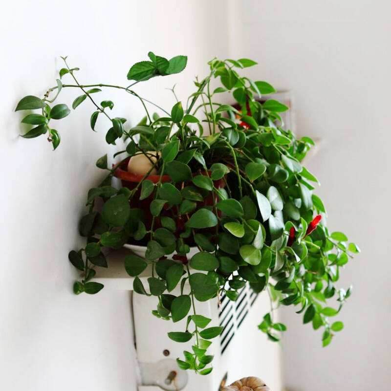 盆栽口红吊兰的换土技巧