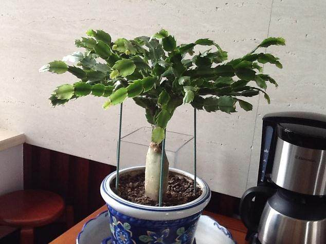 假昙花盆栽该怎么换盆换土呢?