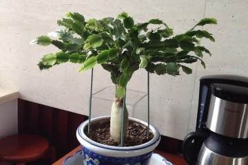 假昙花盆栽该怎么换盆换土呢 图片