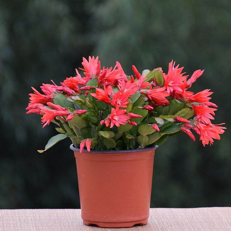 如何给花卉盆栽翻盆换土?