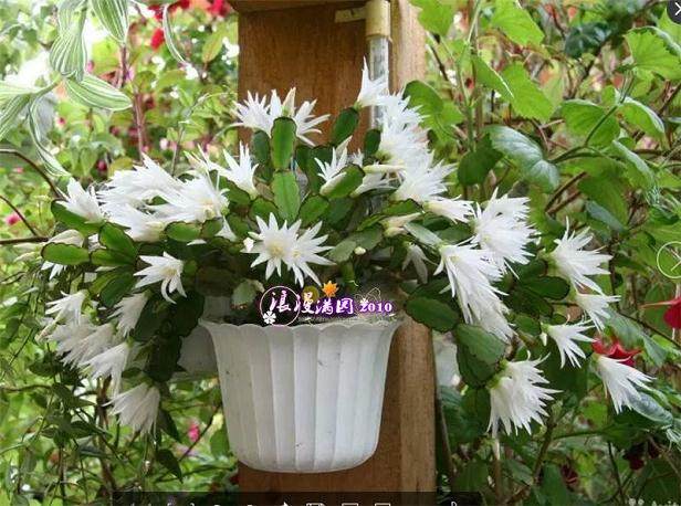 盆栽花卉的3个换土技巧