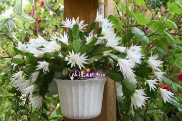 盆栽花卉的3个换土技巧 图片