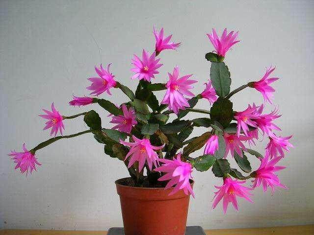 花卉盆栽的5个换土技巧