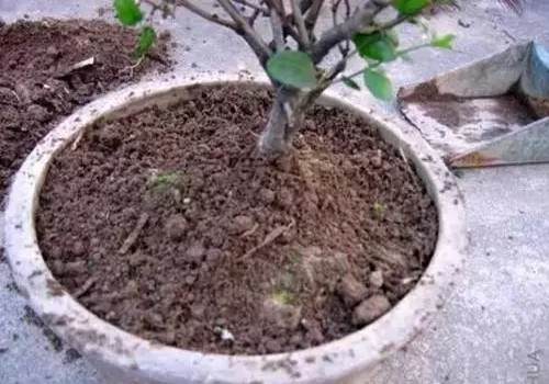 怎么给盆景翻盆换土8