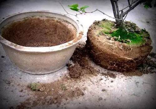 怎么给盆景翻盆换土1