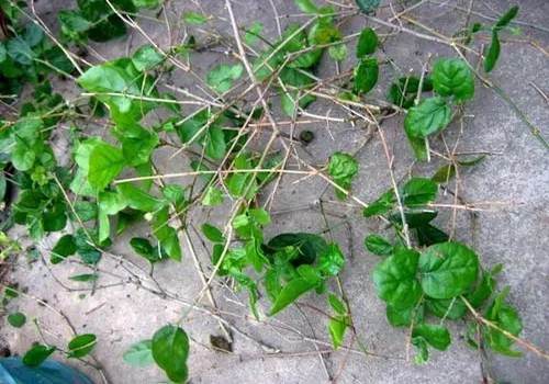 怎么给盆景翻盆换土5