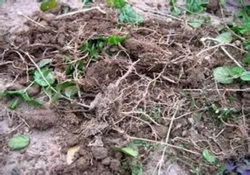 怎么给盆景翻盆换土