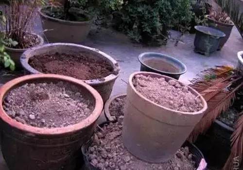 怎么给盆景翻盆换土10